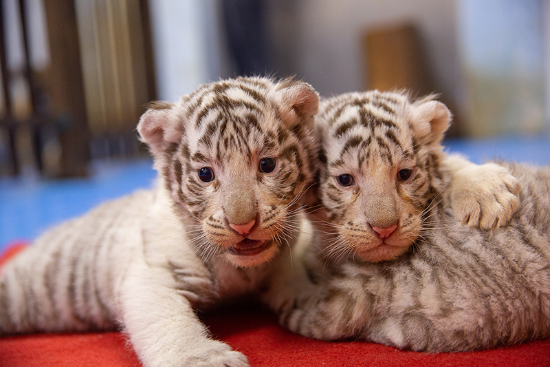 Tres crías de tigre ofrecen un ambiente festivo al Año Nuevo Chino del tigre