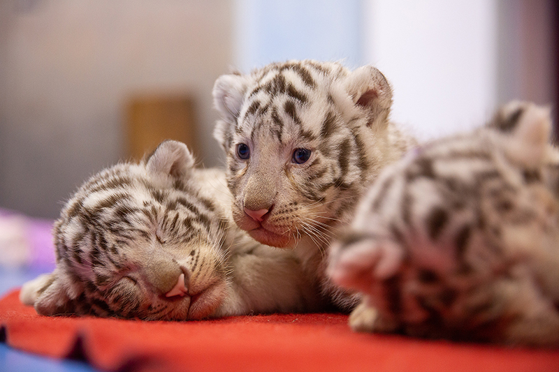 Tres crías de tigre ofrecen un ambiente festivo al Año Nuevo Chino del tigre
