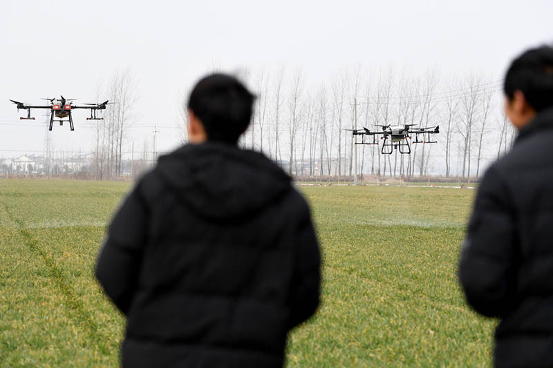 Drones se utilizan para rociar herbicidas en una novedosa granja automatizada e inteligente de Zhaoqiao, Bozhou, provincia de Anhui, 11 de febrero del 2022. [Foto: Xinhua]