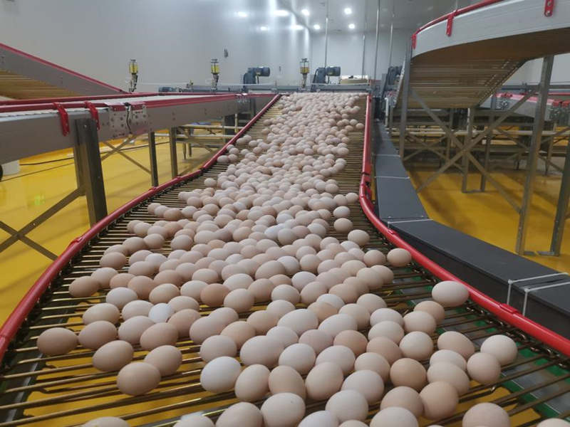Este mes se puso en marcha un importante proyecto de cría de pollos y producción de huevos en el distrito Dongchuan de Kunming, provincia de Yunnan. [Foto proporcionada a chinadaily.com.cn]