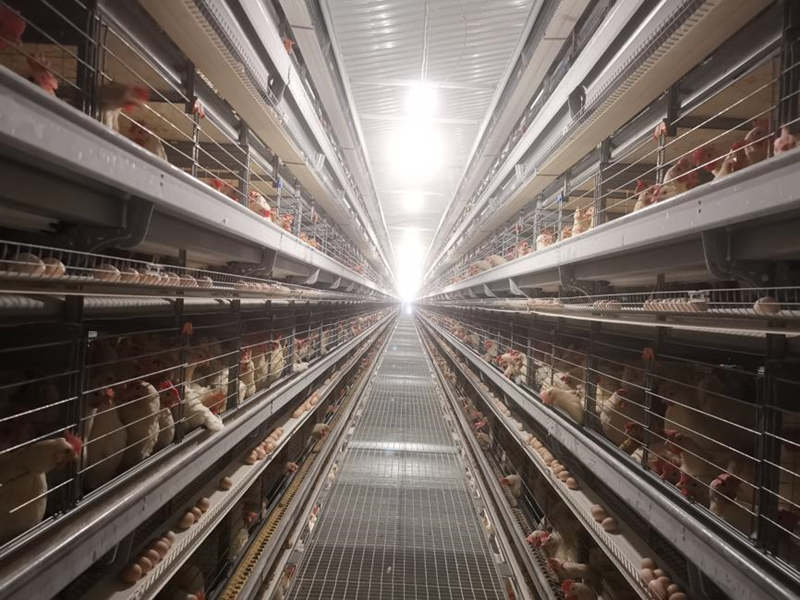 Este mes se puso en marcha un importante proyecto de cría de pollos y producción de huevos en el distrito Dongchuan de Kunming, provincia de Yunnan. [Foto proporcionada a chinadaily.com.cn]