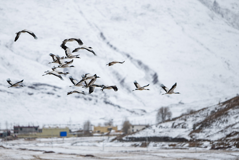 Cada año, miles de grullas de cuello negro pasan el invierno en el condado de Lhundrub de la región autónoma del Tíbet. [Foto: Jiang Feibo/China Daily]