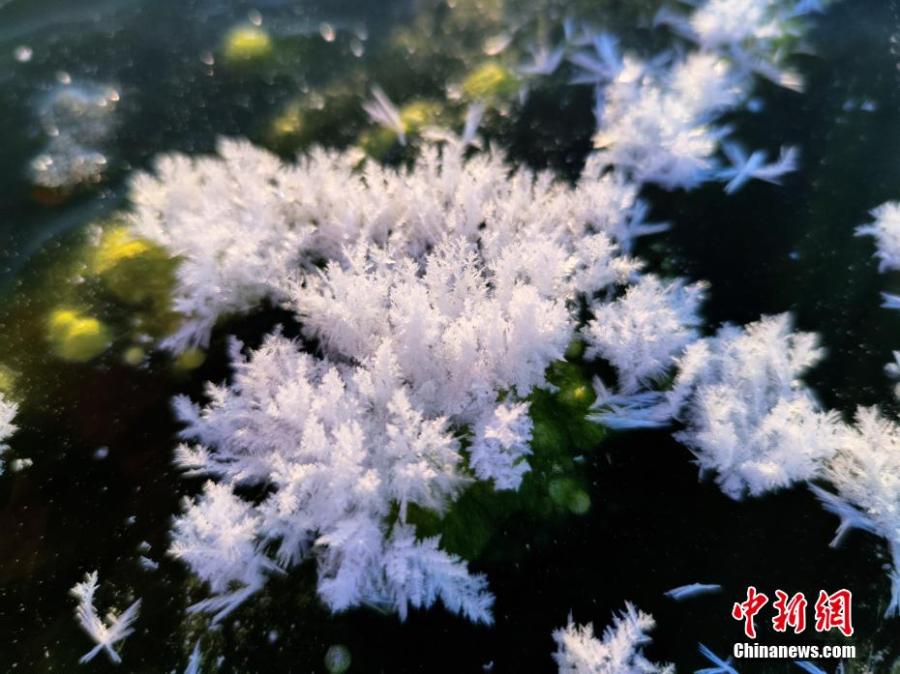 Maravilla natural: las flores de hielo 'florecen' en la zona más fría de China