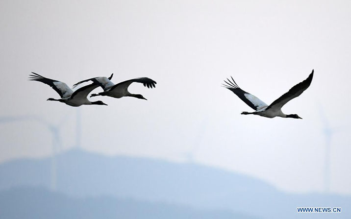 Guizhou: Aves migratorias en Reserva Natural Nacional de Caohai