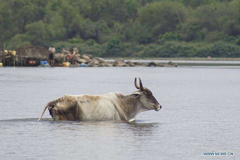 Una vaca se refresca en el río Lempa, en el departamento de Usulután, El Salvador, el 18 de marzo de 2022. El río Lempa es fuente de agua potable de alrededor de 1,5 millones de habitantes del área metropolitana de San Salvador. El Día Mundial del Agua se conmemora anualmente el 22 de marzo para recordar la relevancia del vital líquido. (Xinhua/Alexander Peña)