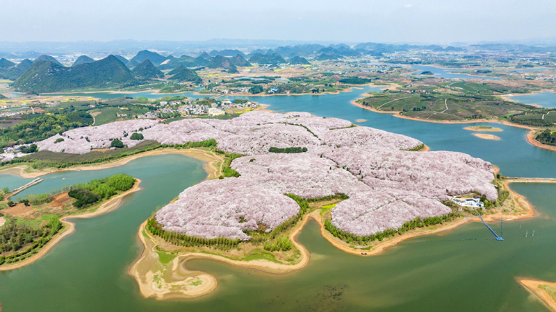 Las flores convierten el jardín de los cerezos en un mundo exuberante dentro de la Nueva Área de Guian, provincia de Guizhou. [Foto: Deng Gang/ proporcionada a chinadaily.com.cn]