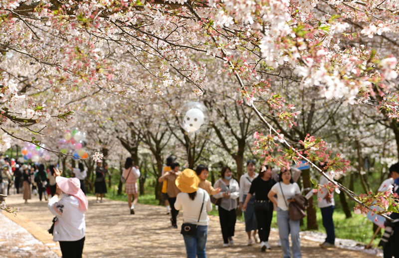 Turistas disfrutan de las flores en el jardín de los cerezos de Guian, provincia de Guizhou. [Foto: Deng Gang/ proporcionada a chinadaily.com.cn]