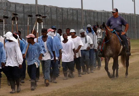 Un guardia de la prisión supervisa a las personas encarceladas que regresan a los dormitorios del trabajo agrícola en la Penitenciaría del Estado de Luisiana, el 18 de agosto de 2011. (https://innocenceproject.org/)