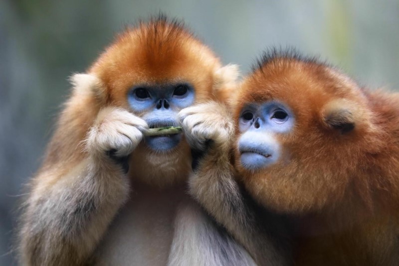 El 4 de octubre de 2021, en la Base Hetaoping del Centro de Investigación y Conservación del Panda Gigante de China en Wolong, Sichuan, dos monos dorados de nariz chata viven relajados en la naturaleza. （Foto：He Shengshan / Pueblo en Línea）