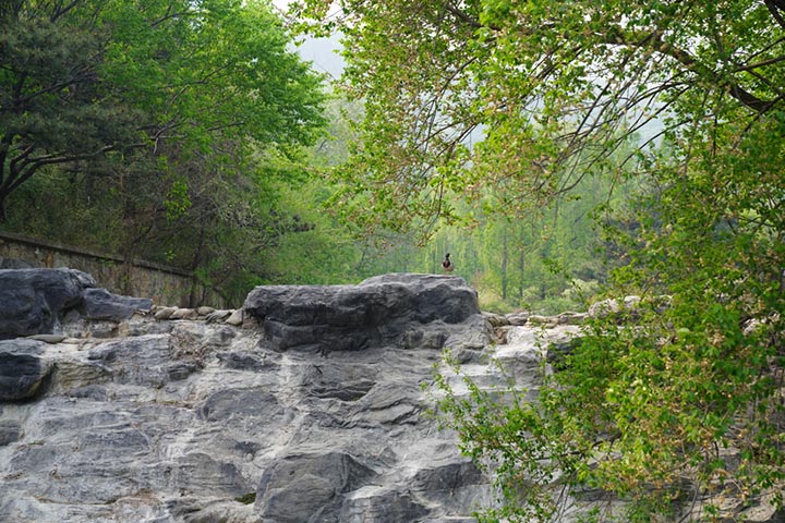 Paisaje primaveral del Jardín Botánico Nacional, Beijing, 25 de abril del 2022. (Foto: Pueblo en Línea/ Zhou Yu)