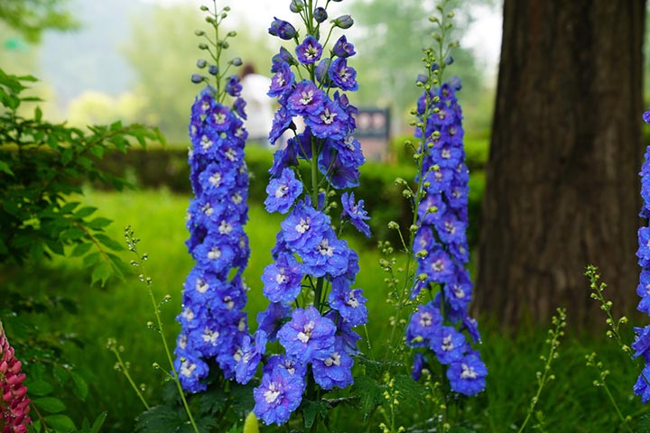 Salvias azules en flor en el Jardín Botánico Nacional, Beijing, 25 de abril del 2022. (Foto: Pueblo en Línea/ Zhou Yu)