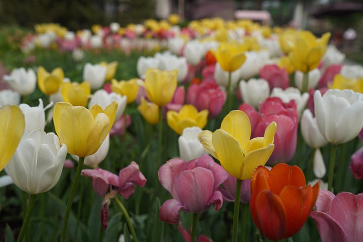 Tulipanes en plena floración en el Jardín Botánico Nacional, Beijing, 25 de abril del 2022. (Foto: Pueblo en Línea/ Zhang Wenjie)