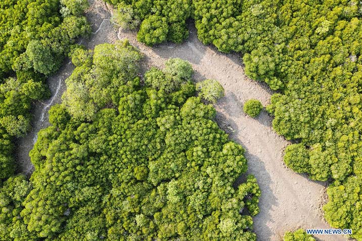 Vista aérea del 27 de abril de 2022 de la Reserva Natural Nacional de Dongzhaigang, en la provincia de Hainan, en el sur de China. La Reserva Natural Nacional de Dongzhaigang, la primera reserva natural de humedales que domina el bosque de manglares en China, comenzó a realizar monitoreo de la diversidad de aves para aprender sobre los cambios y reglas de la población de aves en este lugar. (Xinhua/Zhang Liyun)