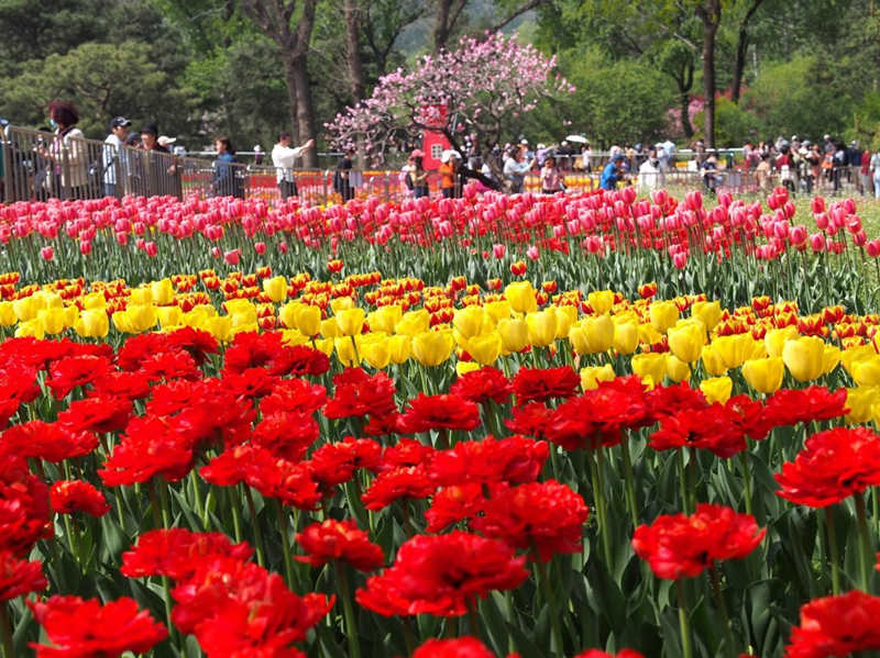 Los turistas contemplan los tulipanes en el Jardín Botánico Nacional el 19 de abril de 2022. Du Jianpo/Pueblo en Línea