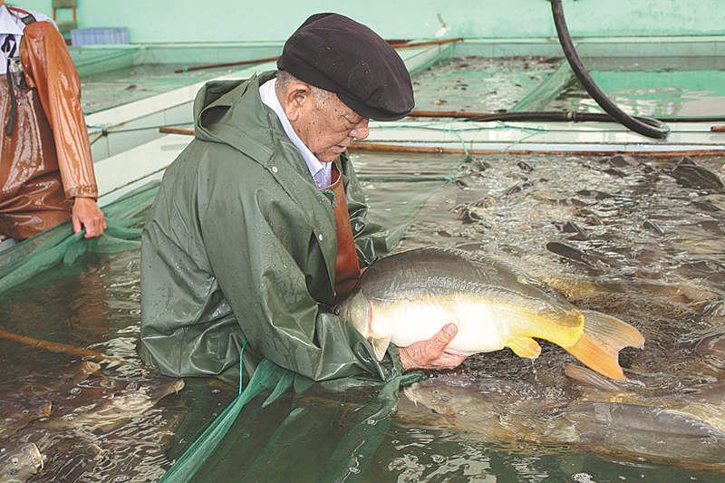 El experto Jin Wanku examina un pez en el Laboratorio de Cría Genética de Peces de Agua Dulce de Tianjin. [Foto: China Daily]