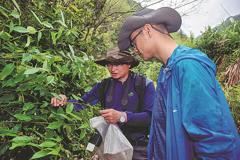 Sun Junwei, profesor de ecología de la Universidad Jiliang en Hangzhou, provincia de Zhejiang, realiza junto a un colega un estudio de campo en el Parque Nacional Qianjiangyuan-Baishanzu, mayo del 2022. [Foto: Jiang Han/Xinhua]