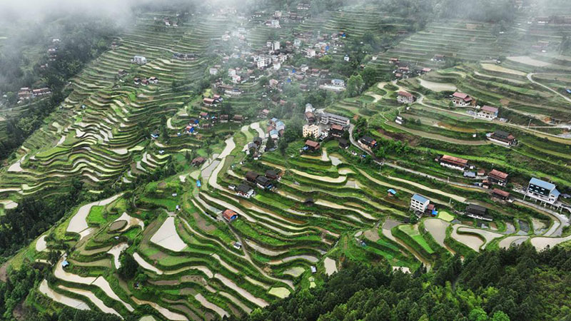 Campos en forma de terrazas y casas de color rojo y gris se extienden por el condado Jinping de la provincia de Guizhou. [Foto: Yang Xiaohai/ China Daily]