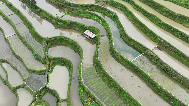 Los arrozales están listos para el cultivo en la aldea Bayi Miao del condado Jinping, la prefectura autónoma de las etnias Miao y Dong de Qiandongnan, provincia de Guizhou. [Foto: Yang Xiaohai/ China Daily]