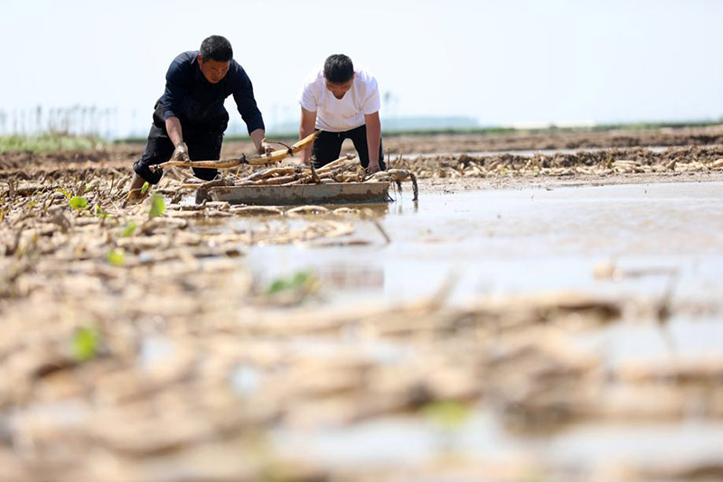 Los residentes de Zepan, Xingtai, provincia de Hebei, están ocupados plantando raíces de loto. [Foto: proporcionada a China Daily]