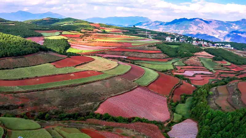 Los campos de cebada de las tierras altas y el suelo de color rojizo se entrelazan en la Tierra Roja de Dongchuan en el municipio Hongtudi de Kunming, capital de la provincia de Yunnan, en el suroeste de China. (Foto/Zhang Mu)