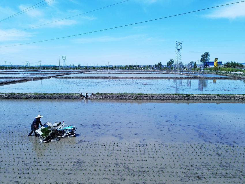 Arrozales plantados en Shulan, provincia de Jilin. [Foto: proporcionada a China Daily]