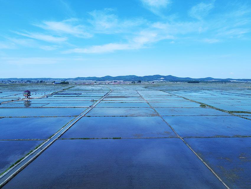 Arrozales plantados en Shulan, provincia de Jilin. [Foto: proporcionada a China Daily]
