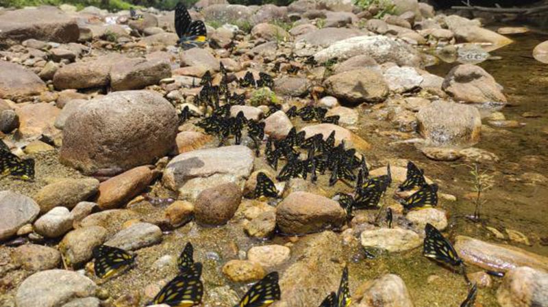 La foto muestra mariposas vistas en mayo del 2022 en el Valle de las Mariposas de Jinping, la prefectura autónoma Hani e Yi de Honghe, provincia de Yunnan. (Foto: Yang Zhenwen)