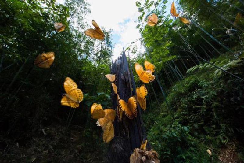 La foto muestra mariposas volando durante una "explosión de mariposas" en el Valle de las Mariposas de Jinping, la prefectura autónoma Hani e Yi de Honghe, provincia de Yunnan, junio del 2020. (Foto: Zhao Yi)