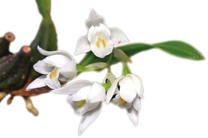 Panisea moi, nueva especie de planta endémica de Hainan. (Foto: Proporcionado por la Academia China de Ciencias Agrícolas Tropicales)