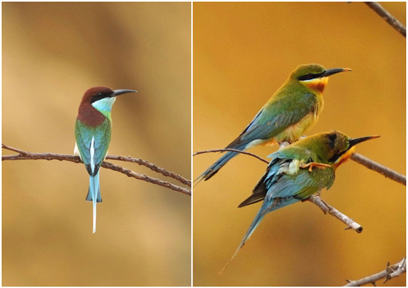 Abejaruco de garganta azul (izquierda) y un abejaruco de cola azul (derecha), aves protegidas de segunda clase a nivel nacional. (Foto: Xue Meili)