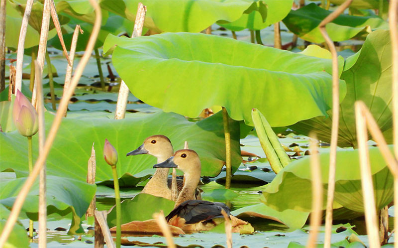 La foto muestra un pato silbante menor, especie de ave protegida de segunda clase nacional. (Foto: Xue Meili)