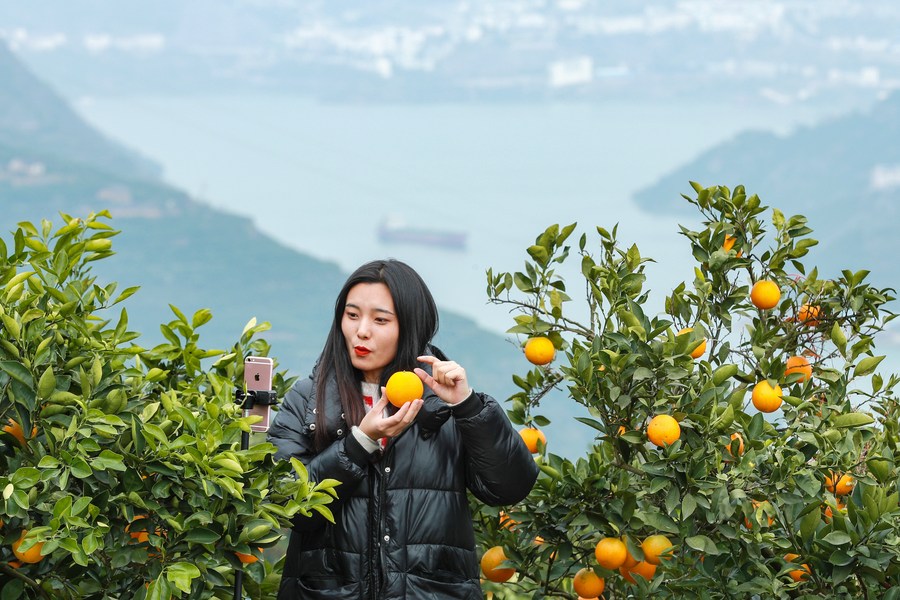 Una emisora ​​de comercio electrónico en vivo anuncia naranjas Navel en una plantación de naranjas en la aldea de Leigutai del municipio de Guojiaba, condado de Zigui, provincia de Hubei, en el centro de China, el 4 de diciembre de 2020.  (Xinhua/Wang Pandilla)