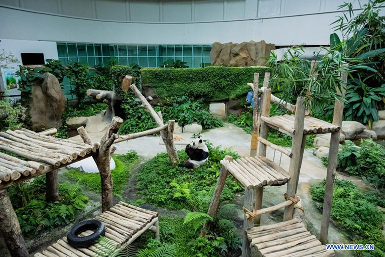 El padre del panda gigante Sheng Yi, Xing Xing, se alimenta de bambú en el Zoológico de Negara, cerca de Kuala Lumpur, Malasia, el 25 de mayo de 2022. El tercer cachorro de panda gigante criado localmente y nacido en mayo del año pasado en Malasia se llama oficialmente Sheng Yi, que significa "pacífico y amistoso". El nombre también indica el deseo del gobierno de Malasia de fortalecer sus lazos diplomáticos con China, de acuerdo con un comunicado de prensa del ministro de Energía y Recursos Naturales de Malasia, Takiyuddin Hassan. (Xinhua/Zhu Wei)