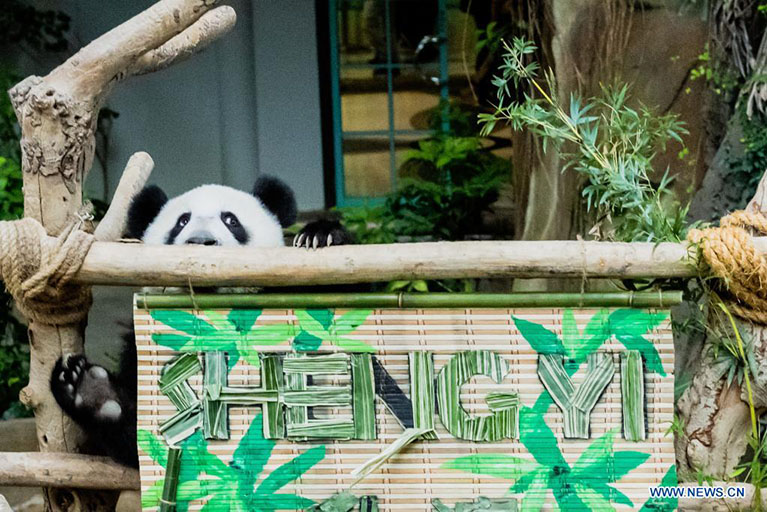  El cachorro de panda gigante Sheng Yi juega en el Zoológico de Negara, cerca de Kuala Lumpur, Malasia, el 25 de mayo de 2022. El tercer cachorro de panda gigante criado localmente y nacido en mayo del año pasado en Malasia se llama oficialmente Sheng Yi, que significa "pacífico y amistoso". El nombre también indica el deseo del gobierno de Malasia de fortalecer sus lazos diplomáticos con China, de acuerdo con un comunicado de prensa del ministro de Energía y Recursos Naturales de Malasia, Takiyuddin Hassan. (Xinhua/Zhu Wei) 