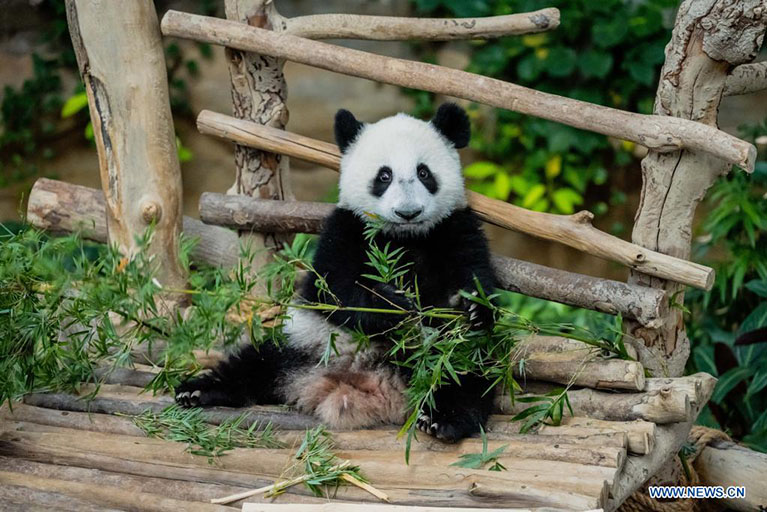 El cachorro de panda gigante Sheng Yi se alimenta de bambú en el Zoológico de Negara, cerca de Kuala Lumpur, Malasia, el 25 de mayo de 2022. El tercer cachorro de panda gigante criado localmente y nacido en mayo del año pasado en Malasia se llama oficialmente Sheng Yi, que significa "pacífico y amistoso". El nombre también indica el deseo del gobierno de Malasia de fortalecer sus lazos diplomáticos con China, de acuerdo con un comunicado de prensa del ministro de Energía y Recursos Naturales de Malasia, Takiyuddin Hassan. (Xinhua/Zhu Wei)