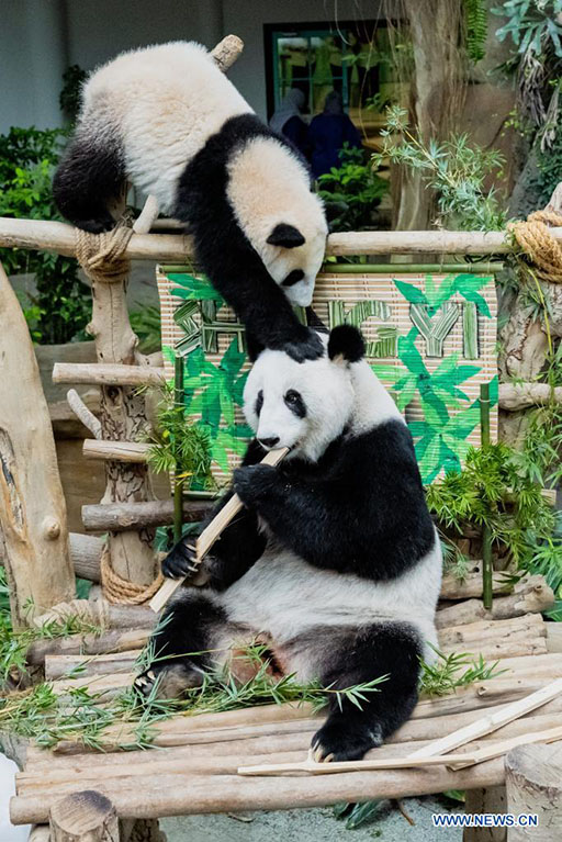 El cachorro de panda gigante Sheng Yi (arriba) y su madre Liang Liang (abajo) juegan en el Zoológico de Negara, cerca de Kuala Lumpur, Malasia, el 25 de mayo de 2022. El tercer cachorro de panda gigante criado localmente y nacido en mayo del año pasado en Malasia se llama oficialmente Sheng Yi, que significa "pacífico y amistoso". El nombre también indica el deseo del gobierno de Malasia de fortalecer sus lazos diplomáticos con China, de acuerdo con un comunicado de prensa del ministro de Energía y Recursos Naturales de Malasia, Takiyuddin Hassan. (Xinhua/Zhu Wei)