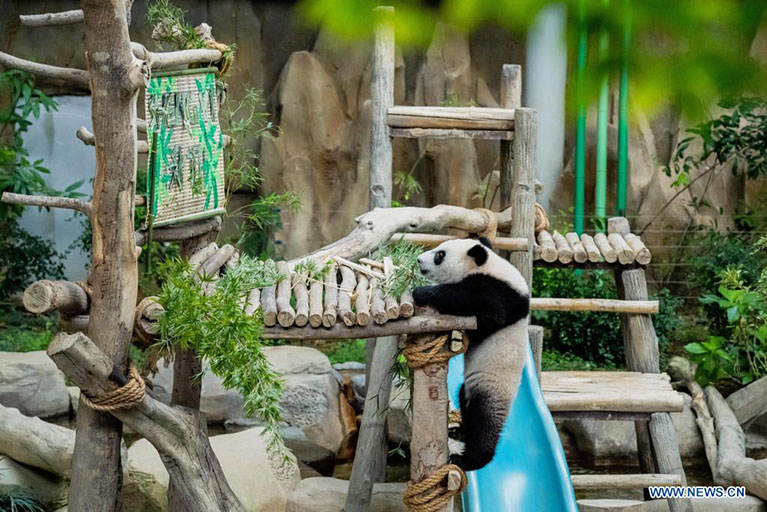 Malasia: Cachorro de panda gigante Sheng Yi en Zoológico de Negara