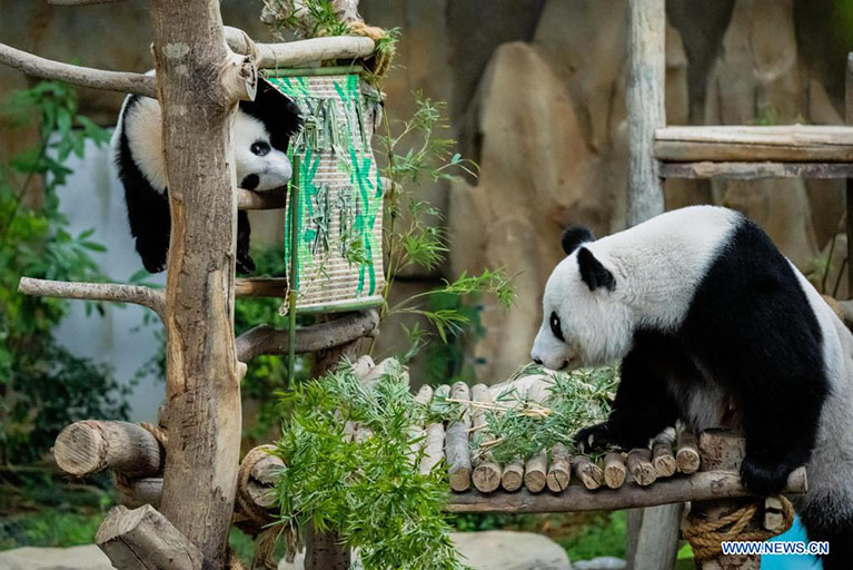 El cachorro de panda gigante Sheng Yi (i) y su madre Liang Liang (d) juegan en el Zoológico de Negara, cerca de Kuala Lumpur, Malasia, el 25 de mayo de 2022. El tercer cachorro de panda gigante criado localmente y nacido en mayo del año pasado en Malasia se llama oficialmente Sheng Yi, que significa "pacífico y amistoso". El nombre también indica el deseo del gobierno de Malasia de fortalecer sus lazos diplomáticos con China, de acuerdo con un comunicado de prensa del ministro de Energía y Recursos Naturales de Malasia, Takiyuddin Hassan. (Xinhua/Zhu Wei)