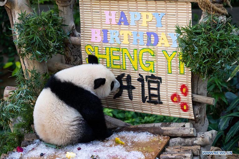 El cachorro de panda gigante Sheng Yi festeja su primer cumpleaños en el Centro de Conservación del Panda Gigante del Zoológico de Negara, cerca de Kuala Lumpur, Malasia, el 31 de mayo de 2022. El 48 aniversario del establecimiento de relaciones diplomáticas entre China y Malasia celebrado el martes, se hizo más significativo con el primer cumpleaños de la tercera cría de panda gigante nacida en Malasia. (Xinhua/Zhu Wei)