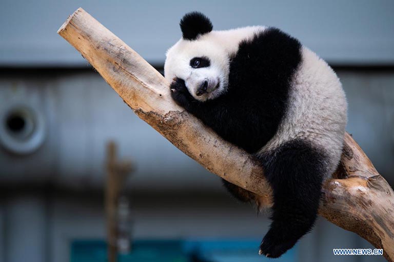 El cachorro de panda gigante Sheng Yi juega mientras festeja su primer cumpleaños en el Centro de Conservación del Panda Gigante del Zoológico de Negara, cerca de Kuala Lumpur, Malasia, el 31 de mayo de 2022. El 48 aniversario del establecimiento de relaciones diplomáticas entre China y Malasia celebrado el martes, se hizo más significativo con el primer cumpleaños de la tercera cría de panda gigante nacida en Malasia. (Xinhua/Zhu Wei)