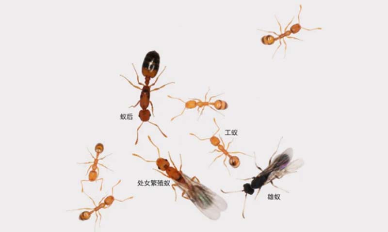Investigación de científicos chinos sobre los cerebros de las hormigas ofrece importantes respuestas 