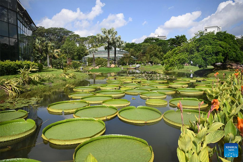 Inaugurado en Guangzhou Jardín Botánico Nacional del Sur de China