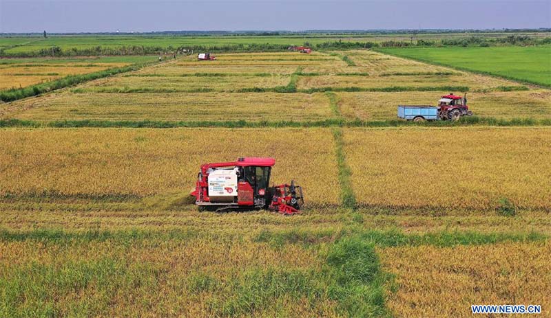 Vista aérea del 13 de julio de 2022 de vehículos agrícolas cosechando arroz de principios de temporada, en el distrito de Nanchang, en la provincia de Jiangxi, en el este de China. (Xinhua/Peng Zhaozhi) 
