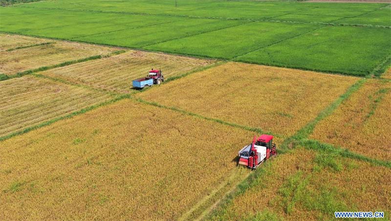 Vista aérea del 13 de julio de 2022 de vehículos agrícolas cosechando arroz de principios de temporada, en el distrito de Nanchang, en la provincia de Jiangxi, en el este de China. (Xinhua/Peng Zhaozhi) 