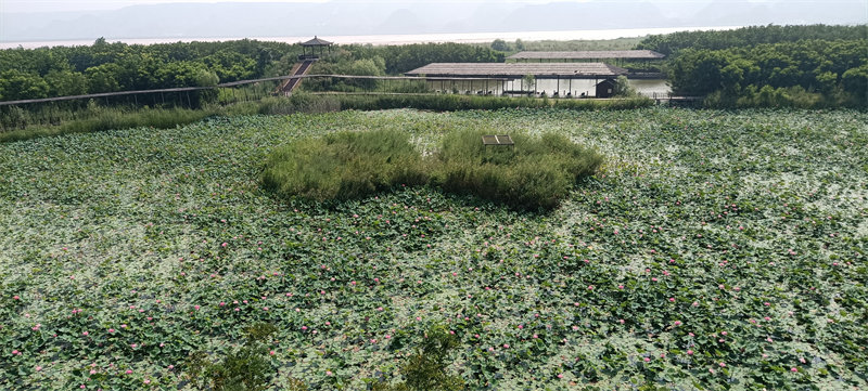Heyang se ha destacado en la provincia de Shaanxi por sus avances en la restauración de sus humedales y la construcción de la nueva civilización ecológica del río Amarillo, 2 de agosto del 2022. (Foto: YAC)