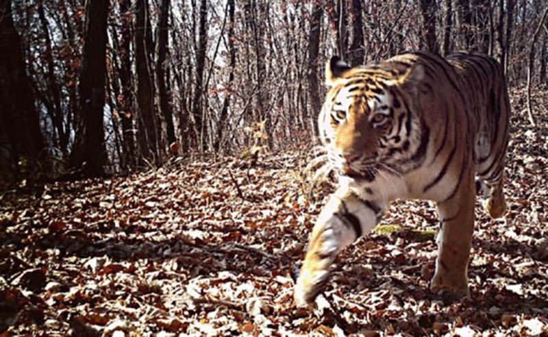 Un tigre siberiano salvaje fotografiado por la cámara infrarroja (Fotografía cortesía de la Administración Estatal de Silvicultura y Pastizales)
