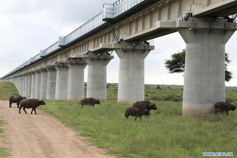  Imagen del 19 de mayo de 2021 de varios búfalos pasando por los pasajes de animales del súper puente principal del Parque Nacional de Nairobi equipado con deflectores de ruido, en Nairobi, Kenia. El Ferrocarril de Ancho Estándar Mombasa-Nairobi, construido por China, acaba de celebrar su quinto aniversario de operación segura. El Ferrocarril Mombasa-Nairobi atraviesa por reservas naturales como el Parque Nacional de Nairobi y el Parque Nacional de Tsavo. Con la finalidad reducir el impacto sobre el medio ambiente, se tomaron una serie de medidas durante el diseño y la construcción de la vía férrea, como rodear los manglares, lo que ha ayudado a que estos sigan floreciendo en los últimos cinco años. Además, se han establecido un total de 14 grandes pasos de vida silvestre y 79 puentes a lo largo de toda la vía férrea teniendo en cuenta los hábitos de vida y las rutas de migración de los animales salvajes. Se construyeron grandes pasajes para animales con una altura de más de 6,5 metros debajo la vía para permitir el paso de animales grandes como elefantes y jirafas. Se colocaron vallas a ambos lados de la vía para impedir el paso de animales y reducir la posibilidad de colisiones entre animales y trenes. (Xinhua/Dong Jianghui)