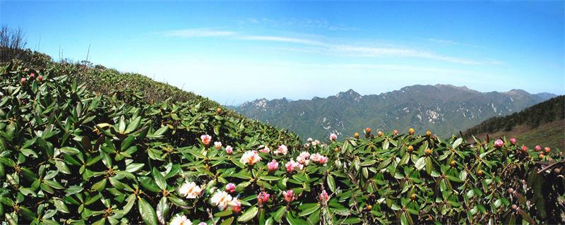 El Parque Forestal Nacional Niubeiliang es rico en recursos naturales y hermosas vistas. Shaanxi, 3 de agosto del 2022. (Foto: cortesía)