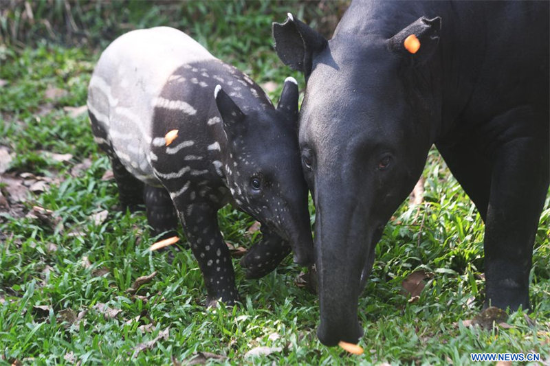 Cachorro de tapir malayo de dos meses en Safari Nocturno de Singapur