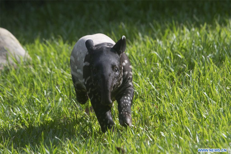 Cachorro de tapir malayo de dos meses en Safari Nocturno de Singapur